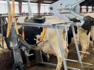 Klauenpflege Stand Komplettlösung